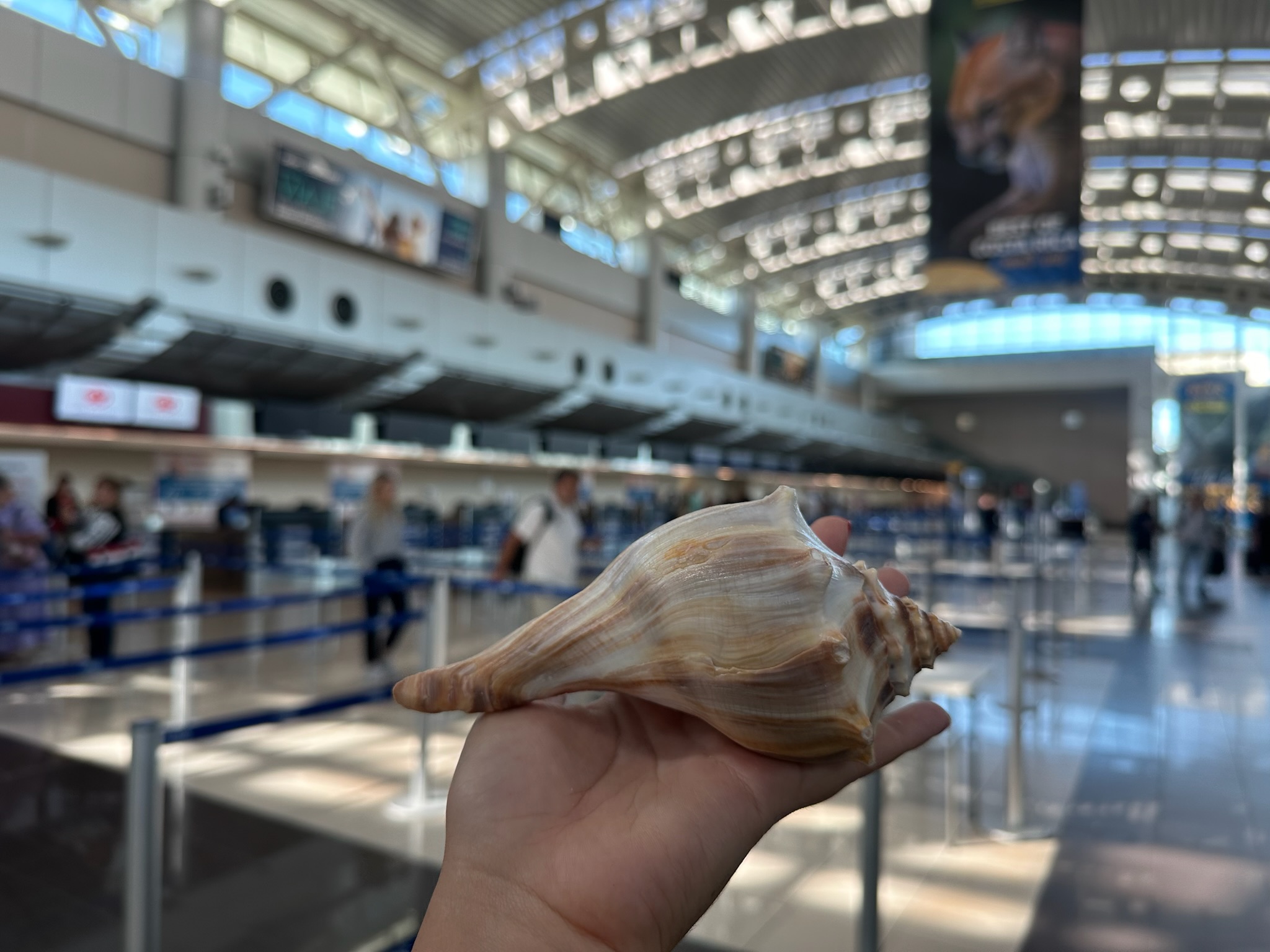 AERIS hace llamado a proteger la biodiversidad marina y pide evitar recolección de conchas de las playas